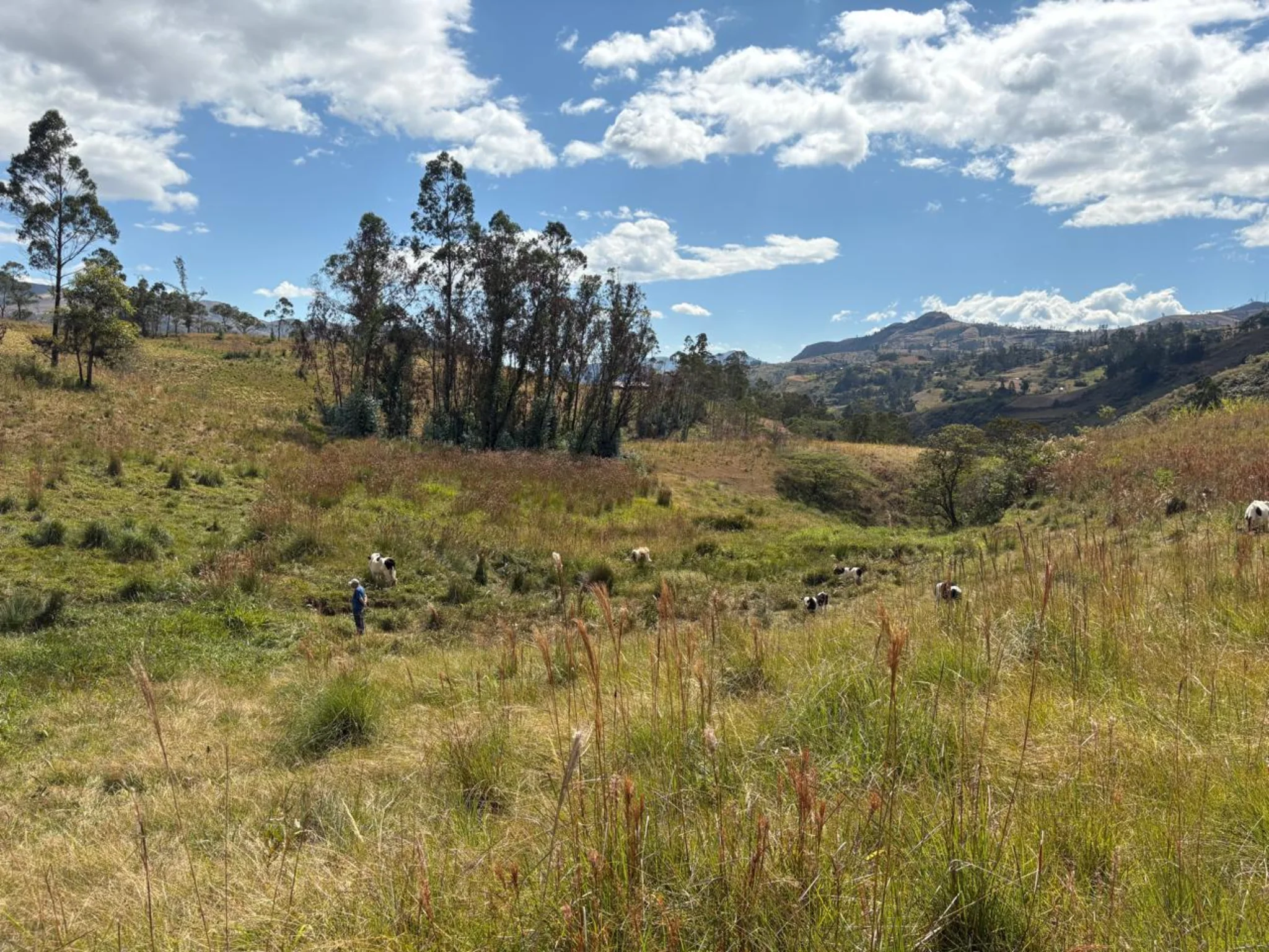 Praderas abiertas y zonas de pastoreo en el terreno de Casa D'Panchita